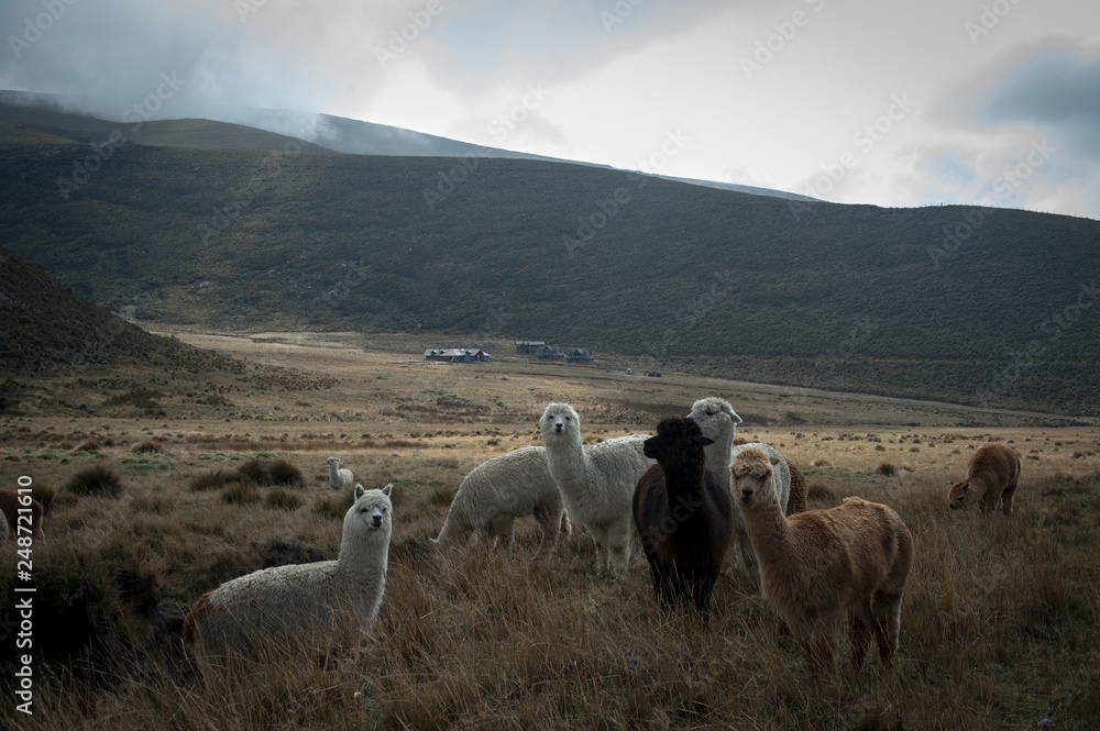 Fototapeta premium Galapagos