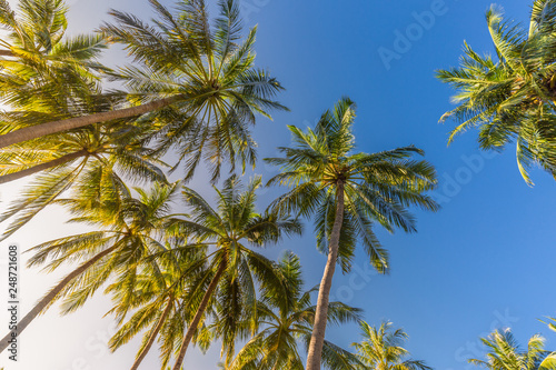 Tropical trees background concept. Beautiful exotic nature view, wonderful palm trees, looking up