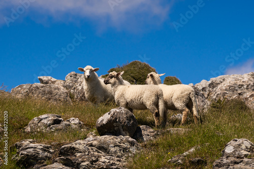 great sheeps at the lookout in akaroa New Zealand, New Zealand's wildlife, animal photography image in New Zealand, wild sheeps of New Zealand