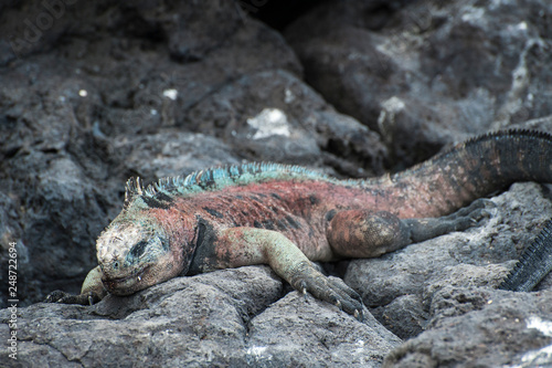 Galapagos