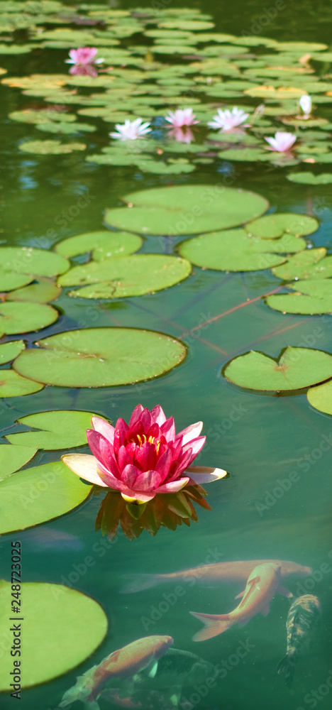 image of fish in the pond,stones and lotus flower image of fish in the pond,stones and lotus flower