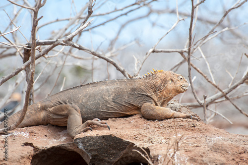 Galapagos