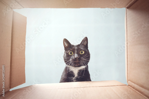 Katze schaut neugierig in einen Karton © photoschmidt