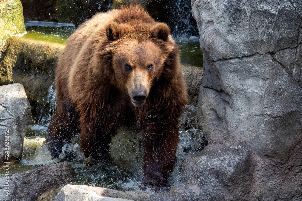 Portrait of brown bear (Ursus arctos beringianus). Kamchatka bear. Portrait of brown bear (Ursus arctos beringianus). Kamchatka bear.