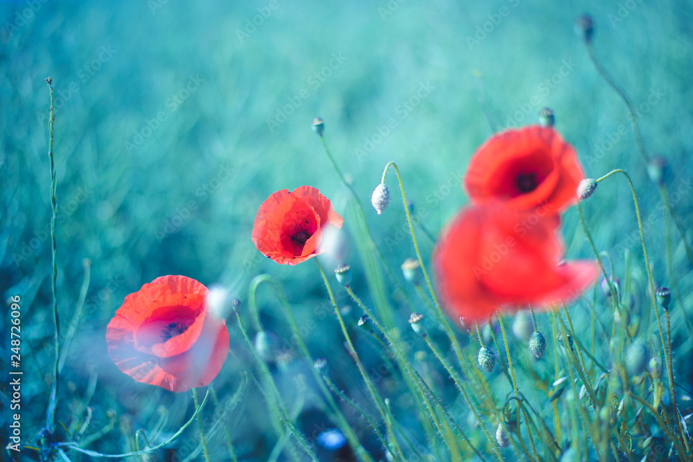 Naklejka premium Klatschmohn