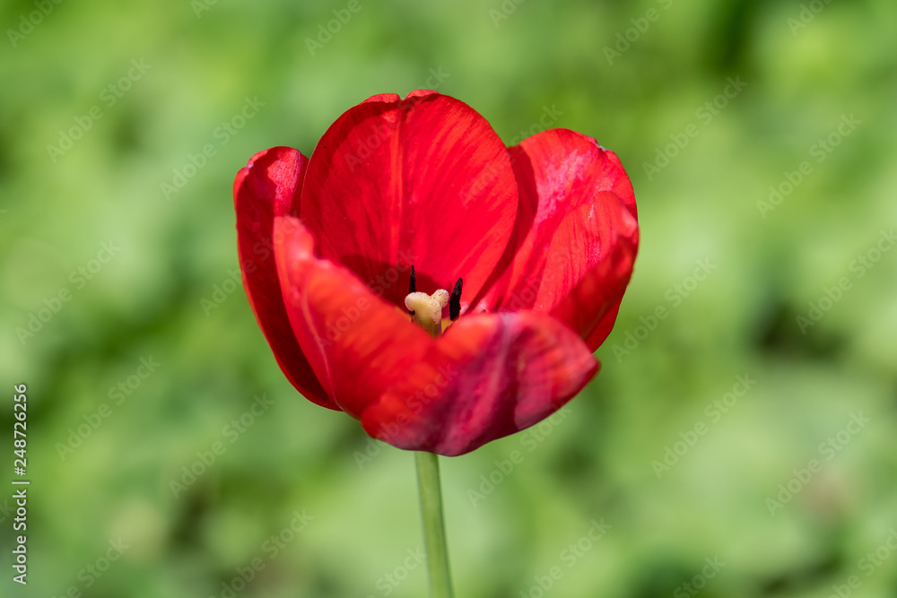 Details of a red tulip in a garden, soft focus Details of a red tulip in a garden, soft focus