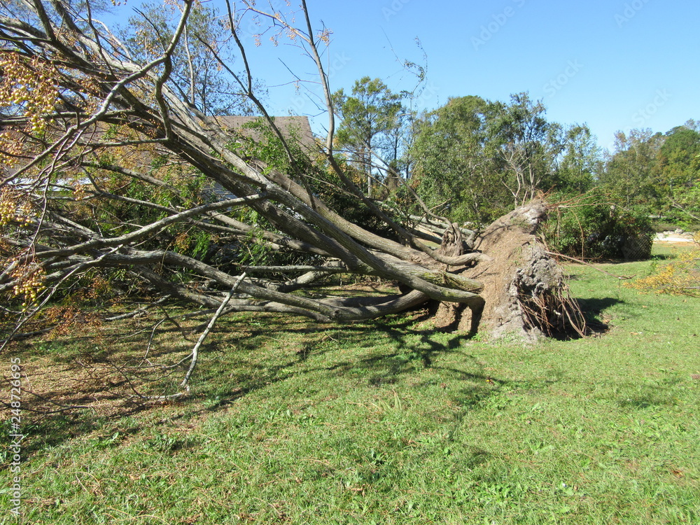 Falling Tree