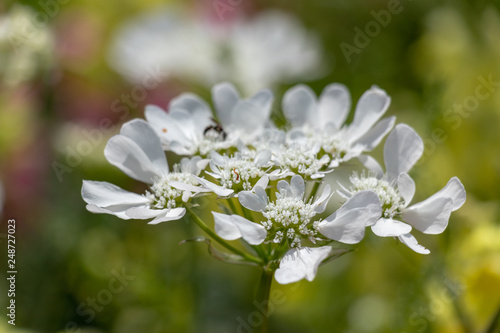 White flowers in the park, Funabashi, Chiba, Japan photo