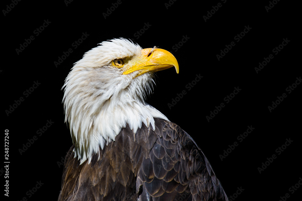 Weißkopfseeadler Weißkopfseeadler