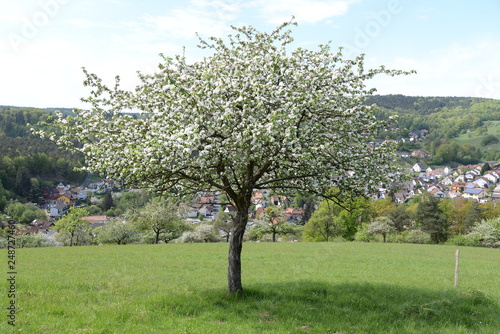 Blühender Baum bei Heimbuchenthal