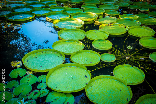 Lily Pads in Lake  photo