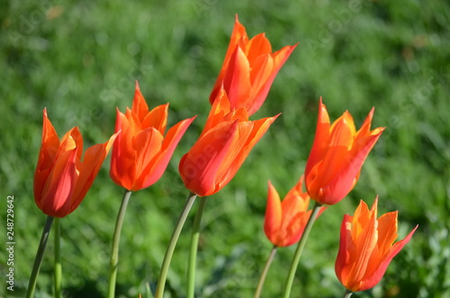 Group of orange tulips with blurred green background in a garden
