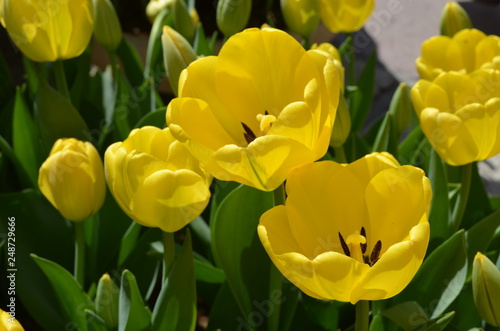 Open yellow tulips in sun during spring