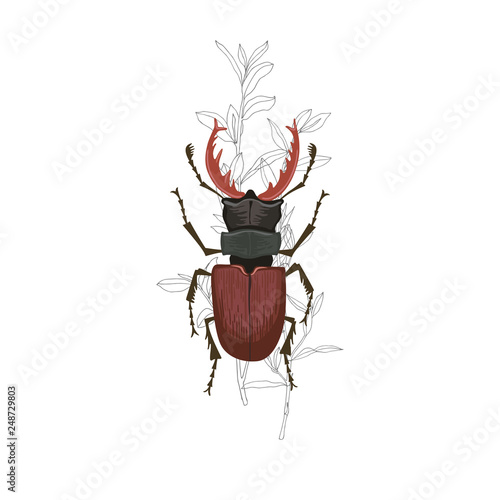 Hand drawn beetle vector illustration.