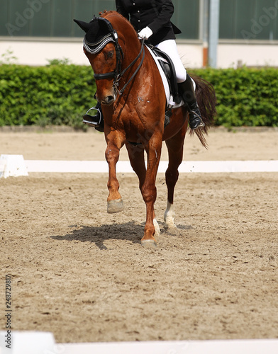 Horse dressage photographed in the exam from the front during the gallop and the rider while sitting around..