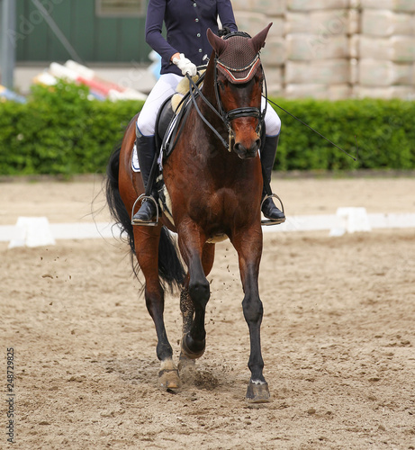 Horse dressage in the test photographed from the front during the upward phase in a gallop..