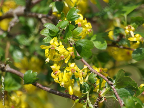 Ribes odoratum - Groseillier ou groseiller à fleurs doré. Un arbuste décoratif à floraison jaune, parfumée, aux feuilles trilobées de couleur vert et aux fruits globuleux, comestibles de couleur pourp photo