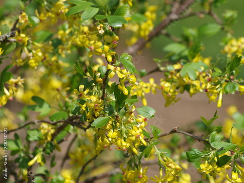Ribes odoratum - Groseillier ou groseiller à fleurs doré. Un arbuste décoratif à floraison jaune, parfumée, aux feuilles trilobées de couleur vert et aux fruits globuleux, comestibles de couleur pourp photo