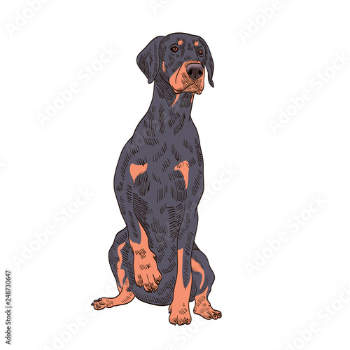 pedigree dog doberman pincher