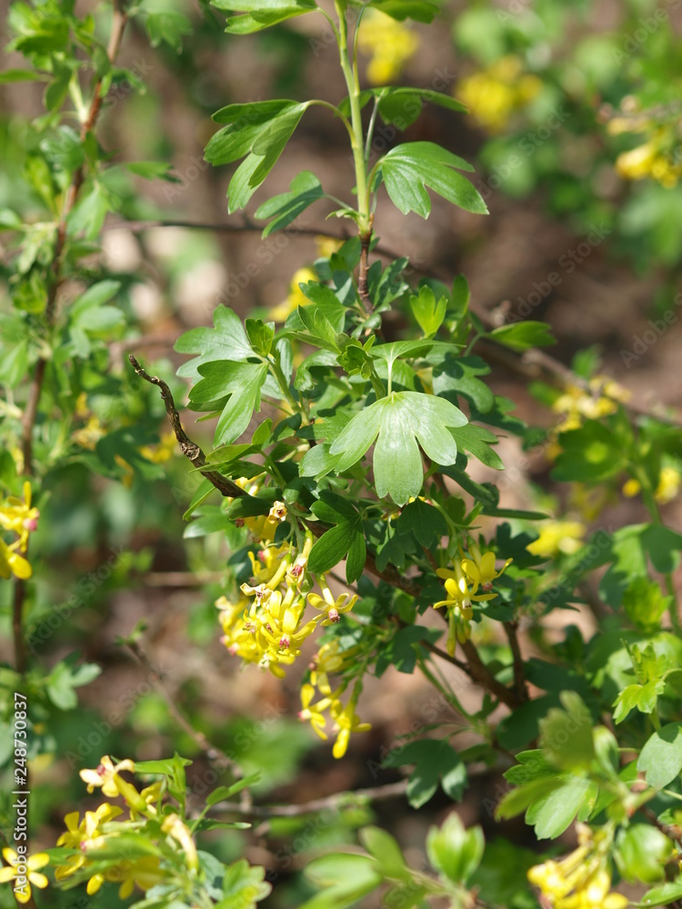 Ribes odoratum - Groseillier à fleurs doré. Un arbuste décoratif à floraison jaune, parfumée, aux feuilles trilobées de couleur vert et aux fruits globuleux, comestibles de couleur pourpre foncé