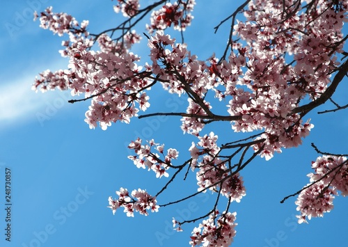 Springtime blossoms in a sunny sky