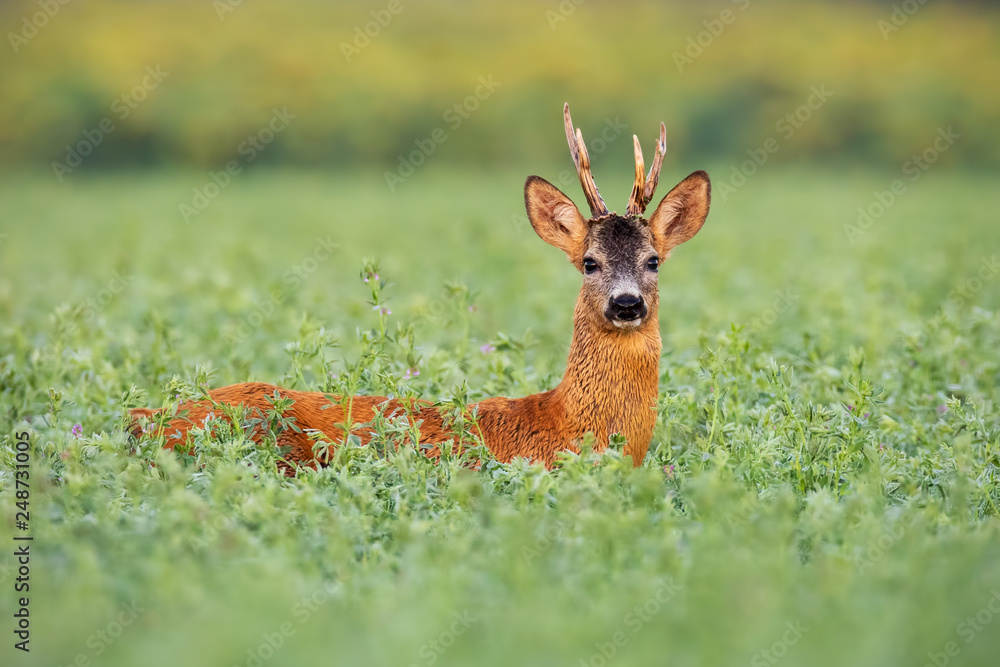 Roe deer, capreolus capreolus, buck in tall clover wet from dew. Wild animal in nature early in the morning. Mammal on agricultural field. Roe deer, capreolus capreolus, buck in tall clover wet from dew. Wild animal in nature early in the morning. Mammal on agricultural field.