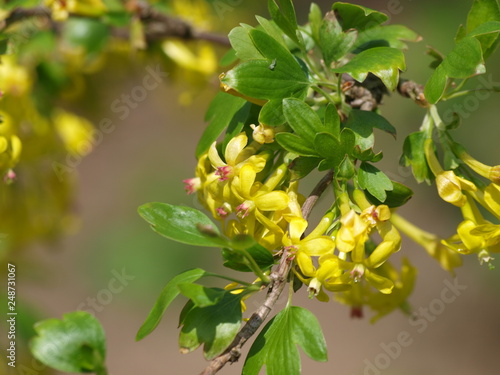Ribes odoratum - Groseillier à fleurs doré. Un arbuste à floraison jaune, décorative et parfumée, aux feuilles trilobées de couleur vertes photo