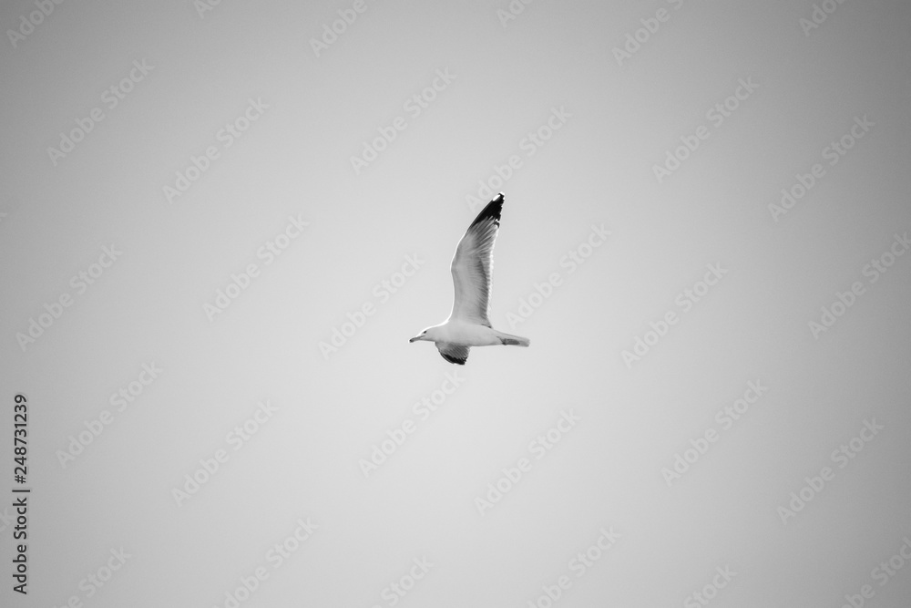 Obraz premium seagull flying in the sky