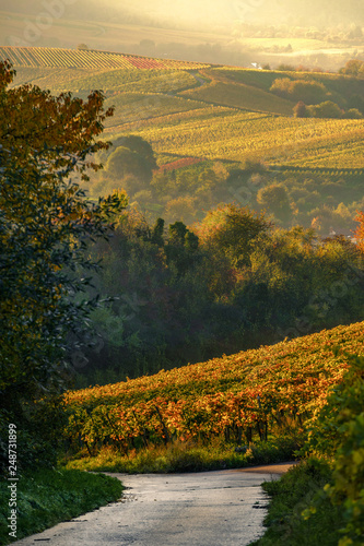 Vineyards in fall at sunset in stuttgart, baden-württemberg, weinstadt, bad-cannstadt
