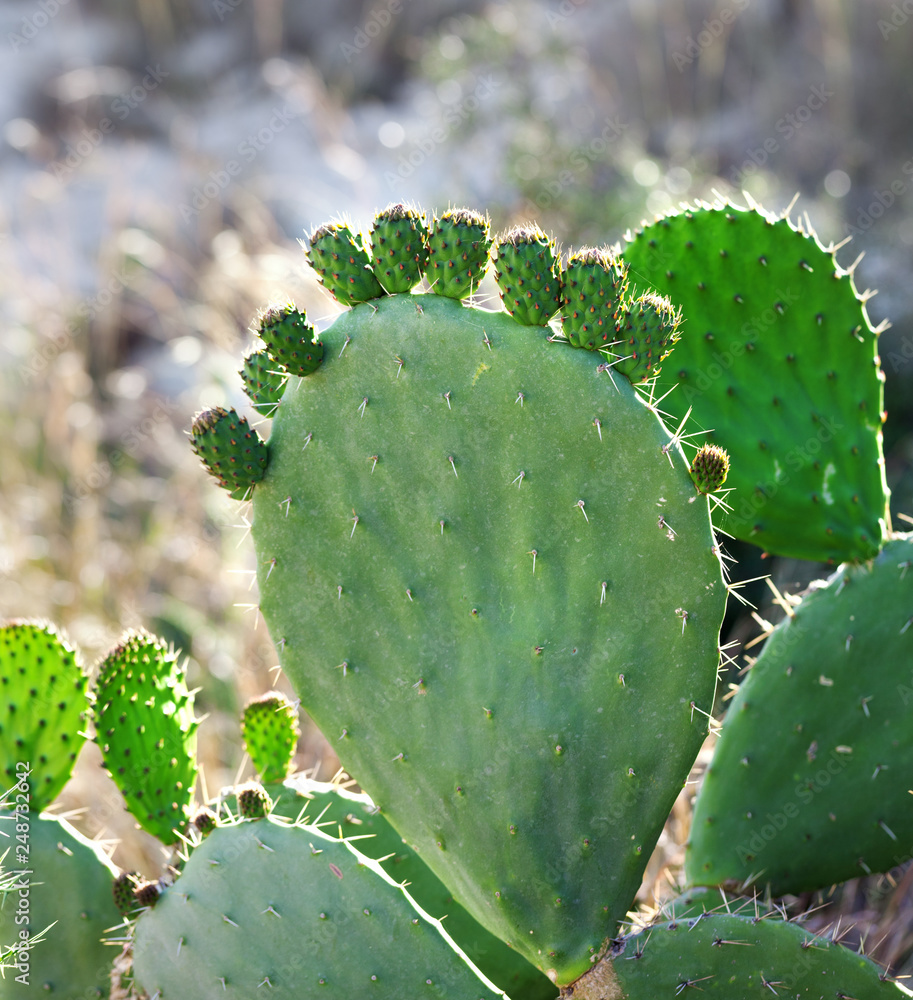 Cactus opuntia - prickly pear with baby pad Cactus opuntia - prickly pear with baby pad