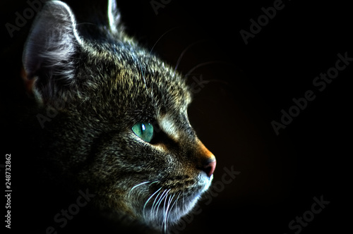 A portrait of a brown cat