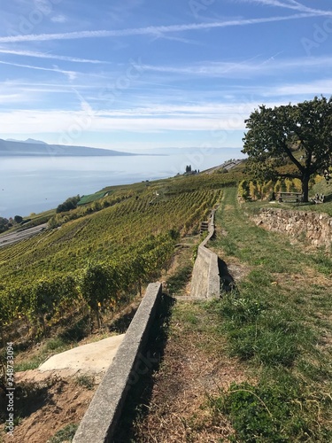 Vue et vignoble de Lavaux photo