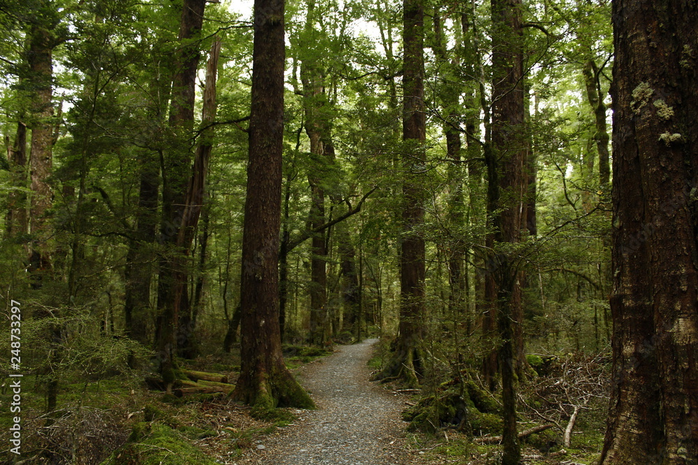 Obraz premium Trekking way in the forest of Routeburn Track, New Zealand, South Island