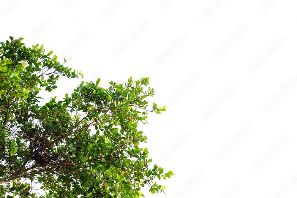 Tropical tree leaves with branches on white isolated background for green foliage backdrop Tropical tree leaves with branches on white isolated background for green foliage backdrop