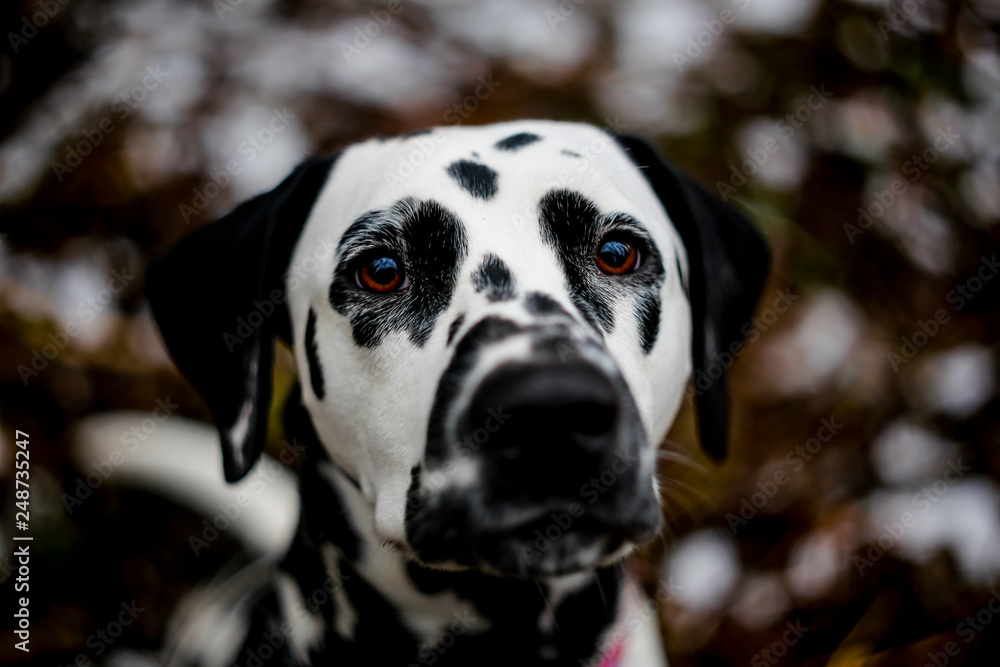 portrait of a dog