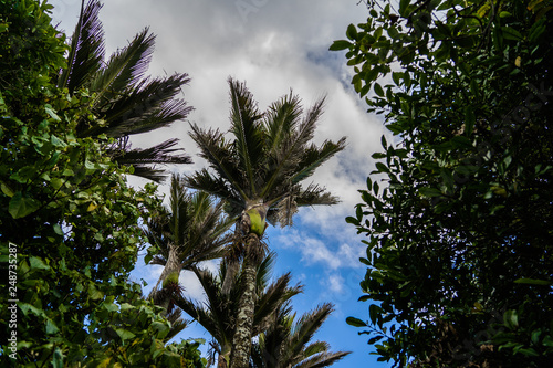 palm trees in New Zealand in front of the blue sky with some clouds in the background  great palm trees  tropical paradise