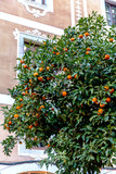 Tangerines grow on a tree in the city