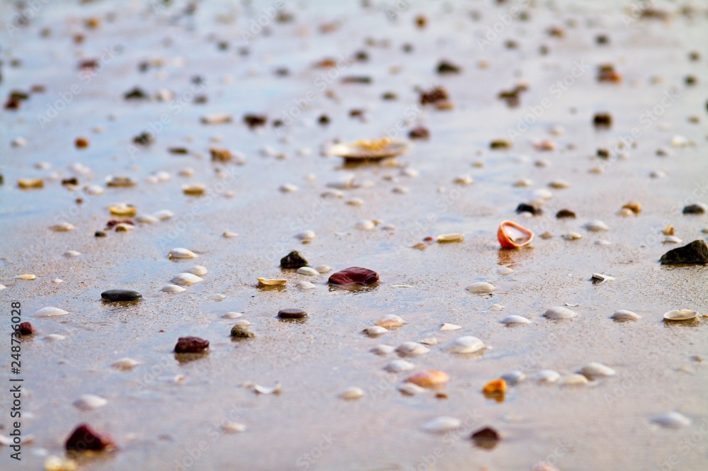 Shells and rocks by the beach Shells and rocks by the beach