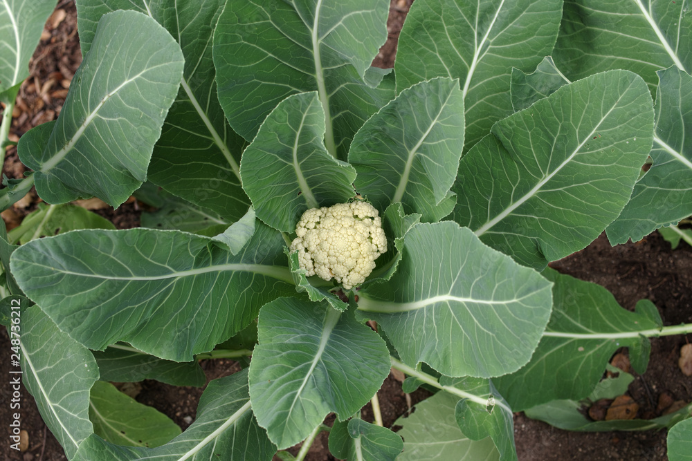 Young Cauliflower Plant