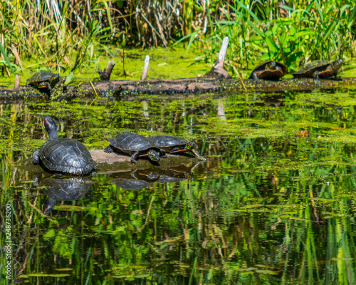 Turtles in a pond on logs