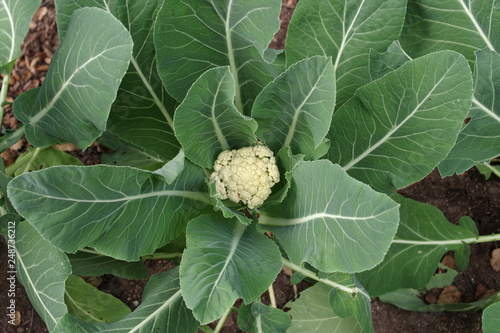 Fényképezés Cauliflower (Brassica oleracea) plant with young cauliflower head emerging from foliage