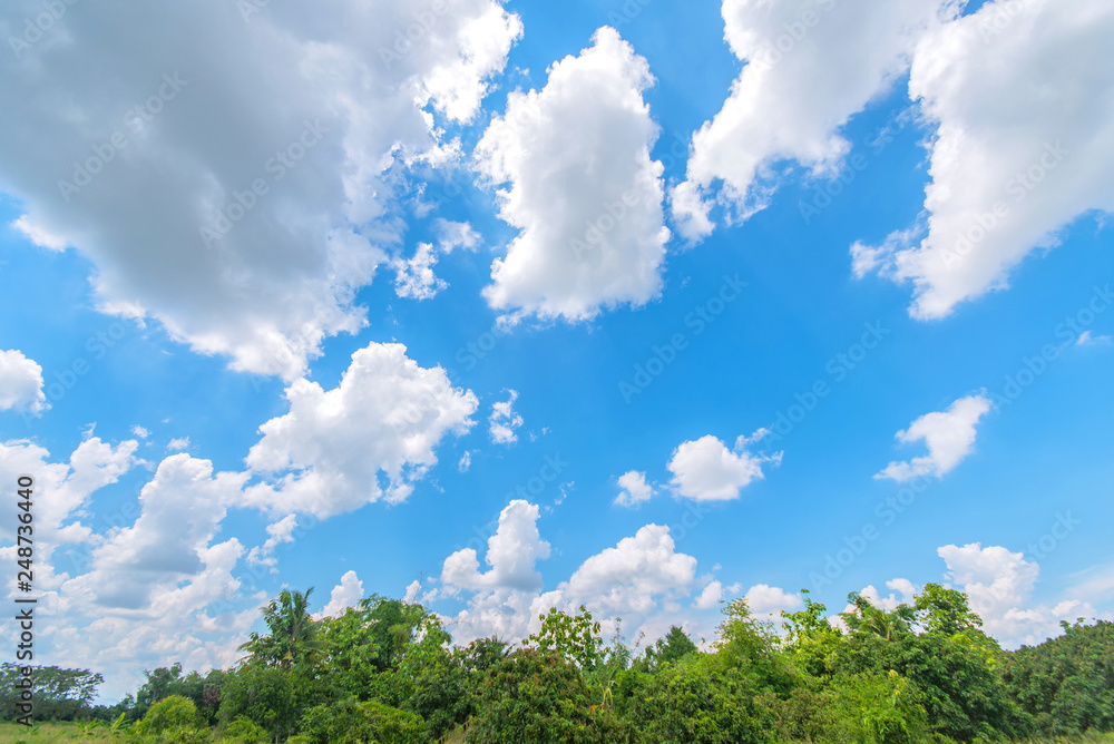 Green trees in the forest against blue sky with white clouds. Green trees in the forest against blue sky with white clouds.