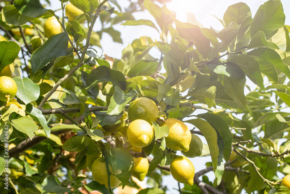 Lemon tree with fruits