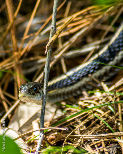 Common Garter Snake in the sticks