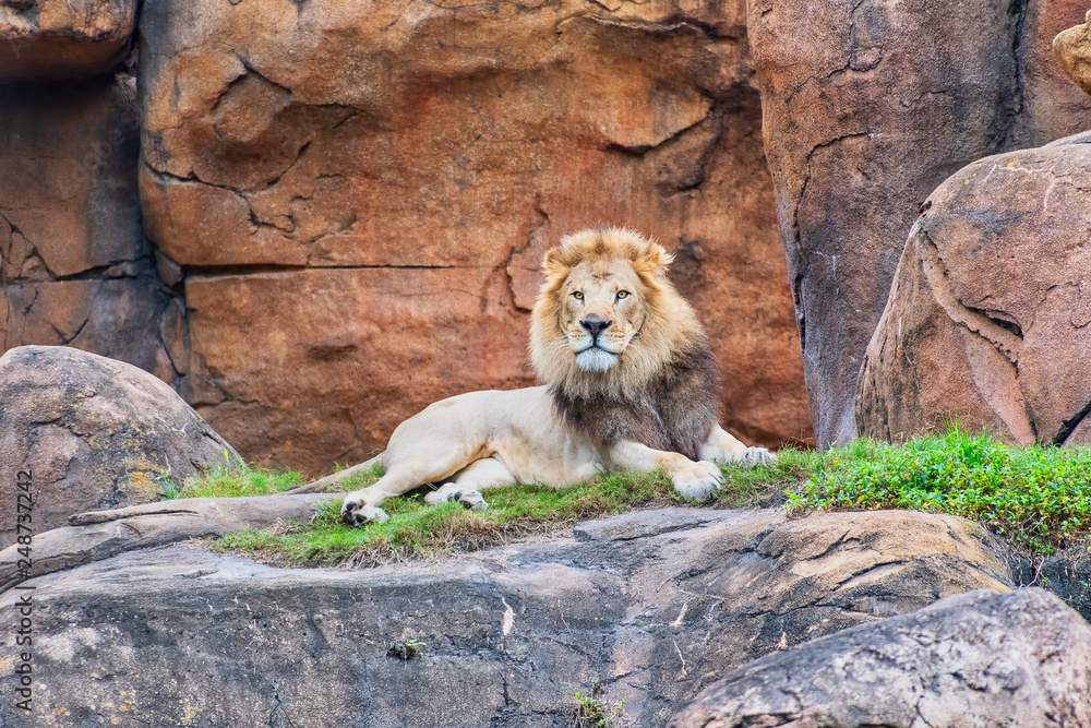 Naklejka premium Male lion resting on rocks