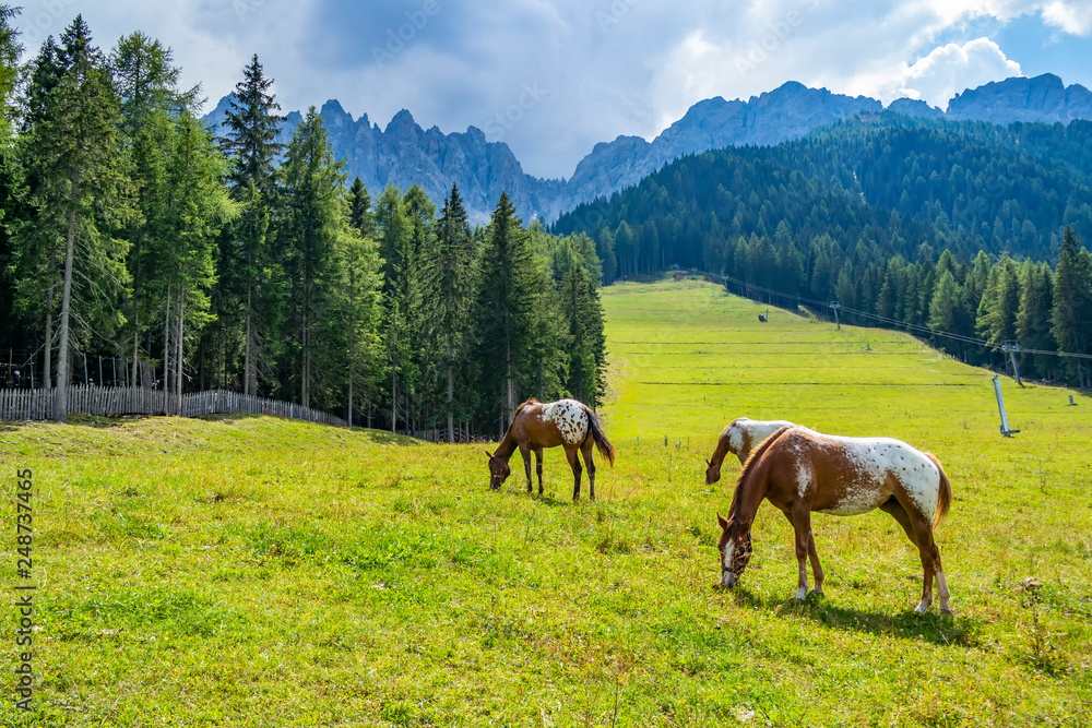 Mountain meadow with free horses