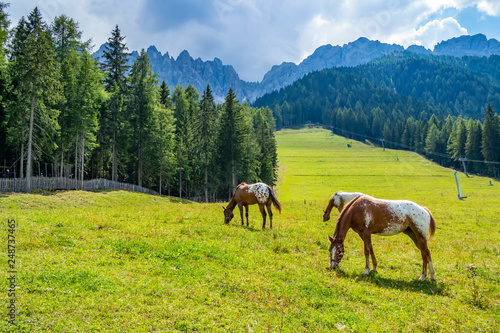 Mountain meadow with free horses © REDMASON