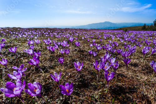 Crocus field close-up with beautiful light