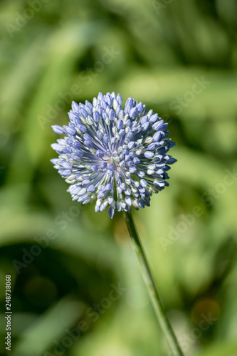 Blue Flower Stem