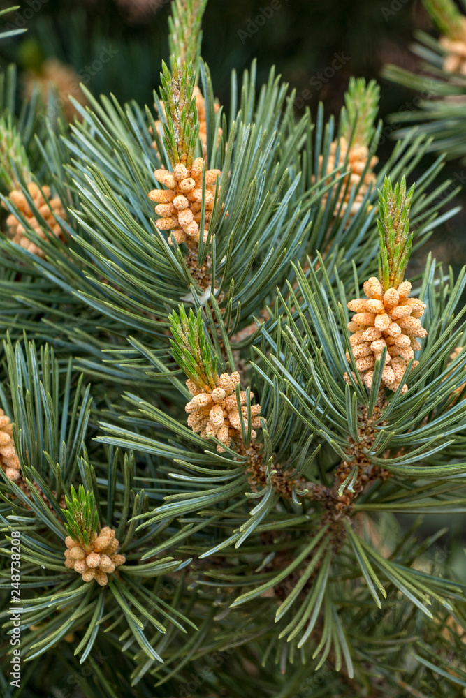 Closup of Cedar Branch Closup of Cedar Branch